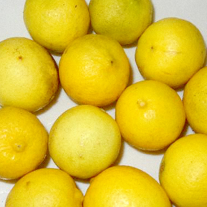 Quand le parfum du limon rodriguais fait tourner les têtes ?